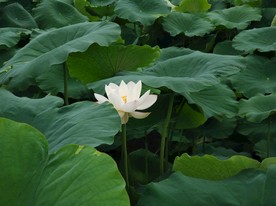 荷花     莲花  白色莲花