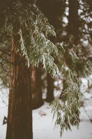 雪地