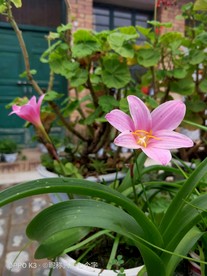 兰花草