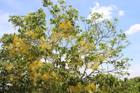 花树