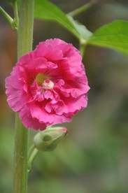 红花（含苞待放）