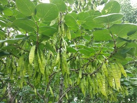 紫荆