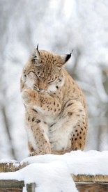 雪豹