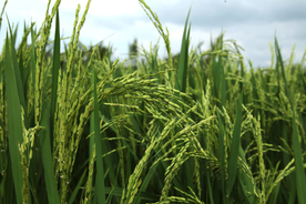 水稻