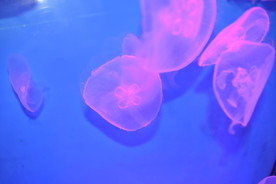 水母