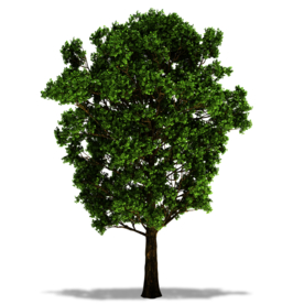 绿色植物树木素材