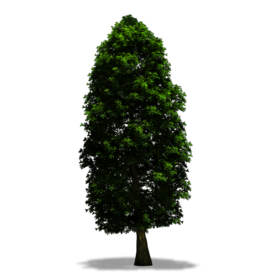 绿色植物树木素材