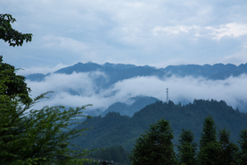 炎陵黄桃果园