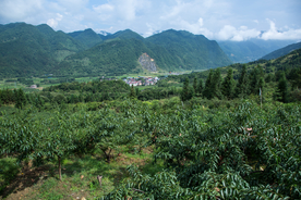 炎陵黄桃果园