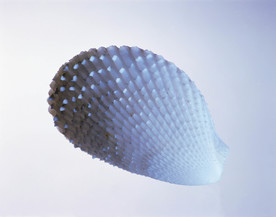 贝壳 大海 海洋 白色 沙滩