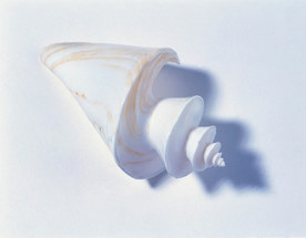 贝壳 大海 海洋 白色 沙滩