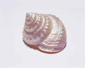 贝壳 大海 海洋 白色 沙滩