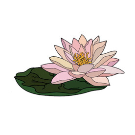 荷花