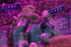 捕蝇草