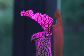 捕蝇草