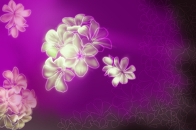 古典白花