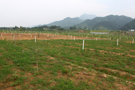 中药材基地