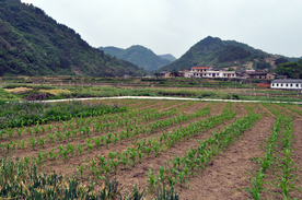 白术基地