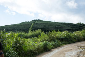 株洲龟龙窝茶园