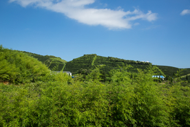 株洲龟龙窝茶园