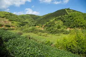 株洲龟龙窝茶园