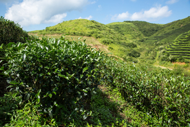 株洲龟龙窝茶园
