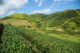 株洲龟龙窝茶园