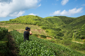 株洲龟龙窝茶园