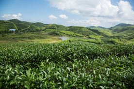 株洲龟龙窝茶园