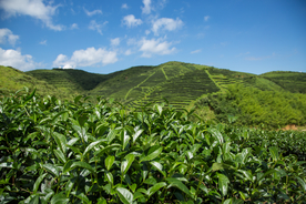 株洲龟龙窝茶园