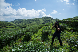 株洲龟龙窝茶园