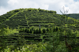 株洲龟龙窝茶园