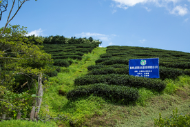 株洲龟龙窝茶园