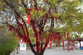 许愿树
