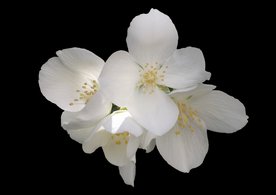 茉莉花