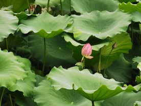 小荷才露尖尖角