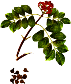 吴茱萸
