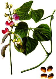 白扁豆