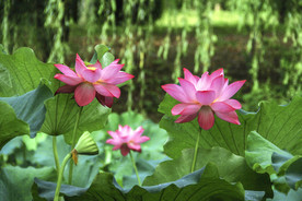红莲