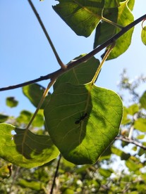 蚂蚁 树叶 蓝天 大蚂蚁 叶片