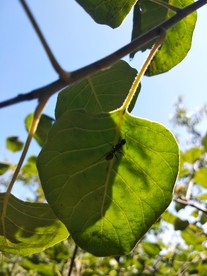 蚂蚁 树叶 蓝天 大蚂蚁 叶片