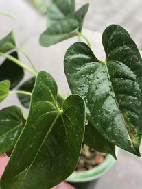 雨后