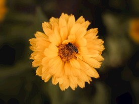 菊花上的蜜蜂