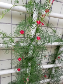 五角星花