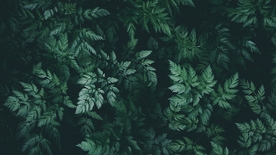 绿色树叶植物背景