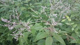 黄荆花