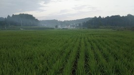 早晨
