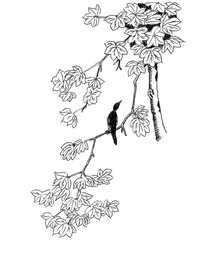 线条图