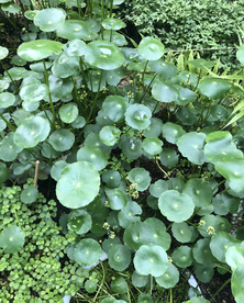 马蹄金