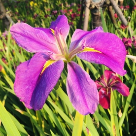 玉蝉花